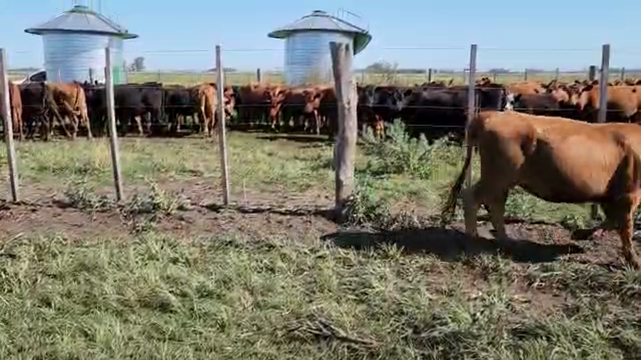 Lote 62 Terneras en Bolívar, Buenos Aires