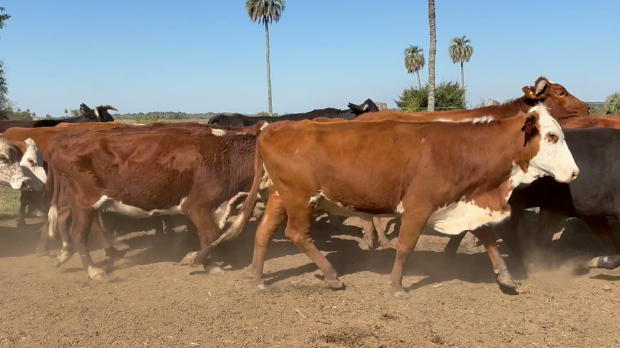 Lote 88 Vacas p/ invernar