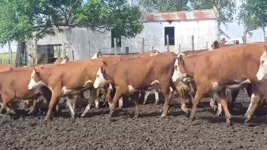 Lote (Vendido)40 Vaquillonas 1 a 2 años HE - HE/ AA a remate en #50 Pantalla Carmelo 300kg -  en FLORES