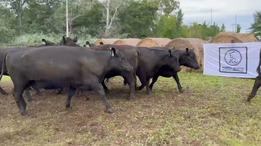 Lote 10 Vaquillonas preñadas