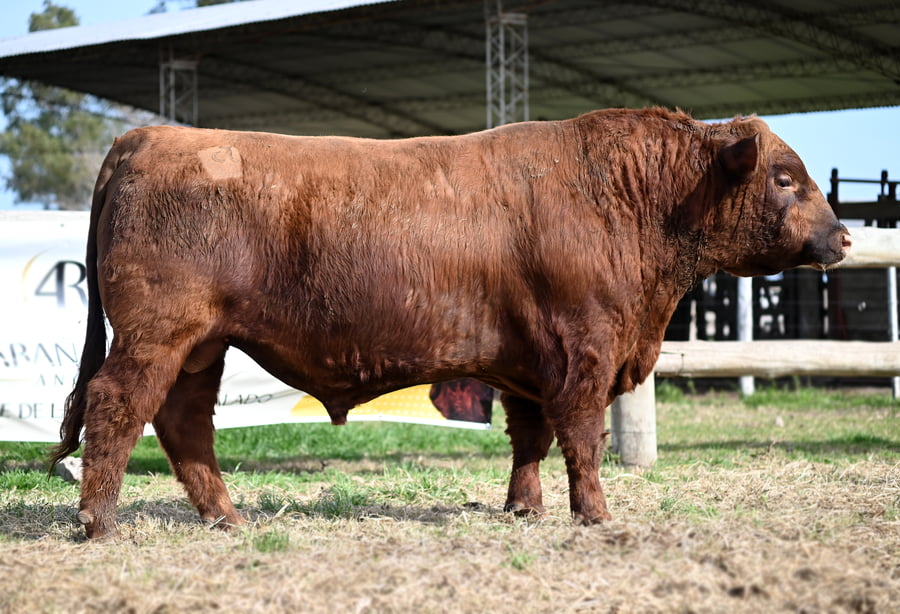 Lote TOROS PUROS CONTROLADOS
