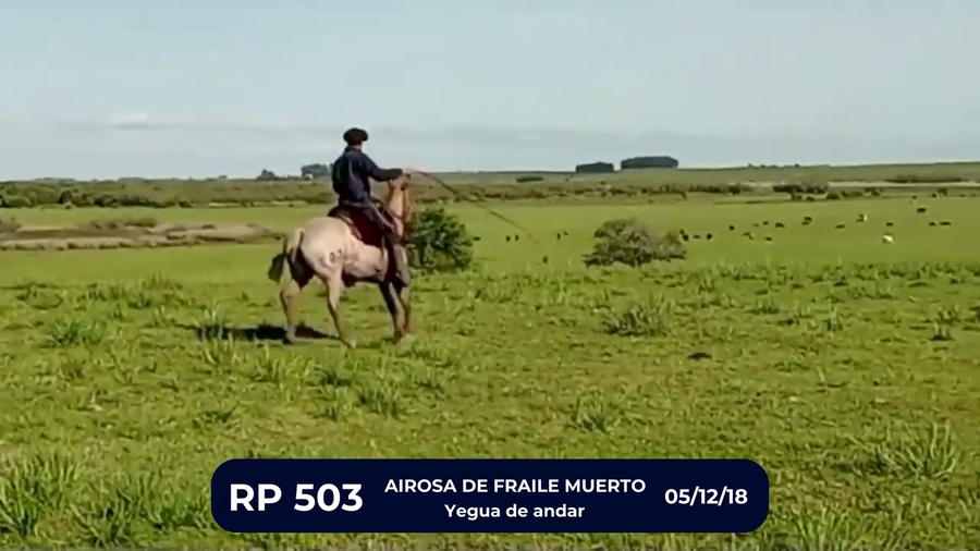 Lote AIROSA DE FRAILE MUERTO