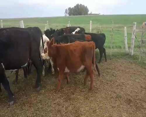 Lote 12 Terneros y Terneras CRUZA CARNICERA 180kg - , San José