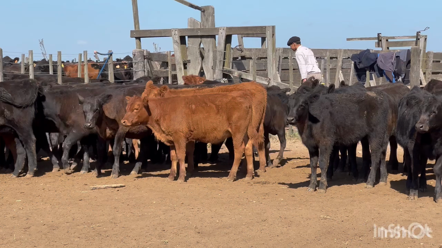 Lote 70 Terneras