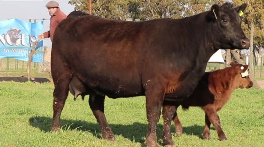 Lote VAQUILLONAS CON CRIA SANTA ROSA