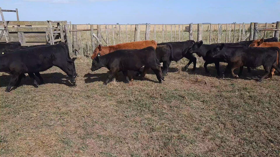 Lote 175 Terneros/as