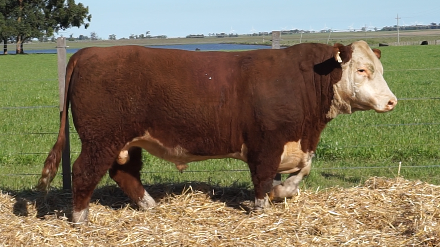 Lote 3 Toros a remate en 22º Remate Anual La Magdalena, Salto