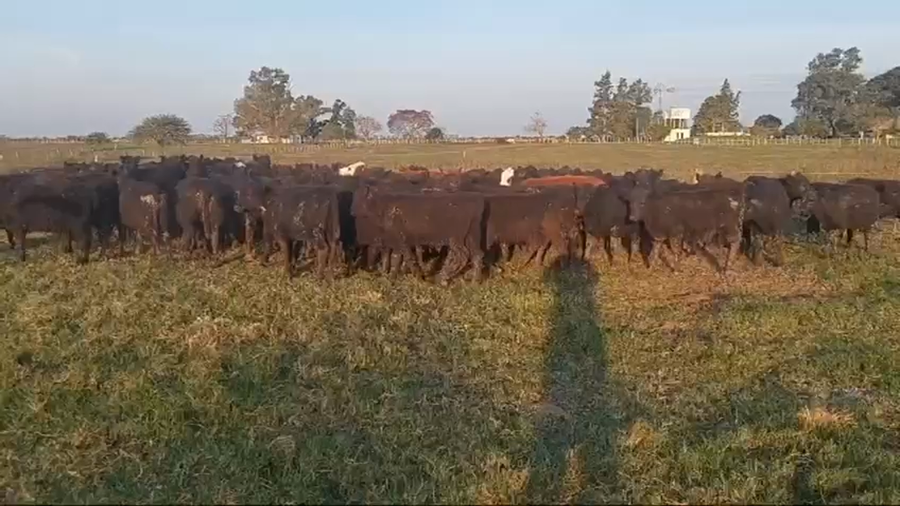 Lote 120 Terneros en Los Conquistadores, Entre Ríos