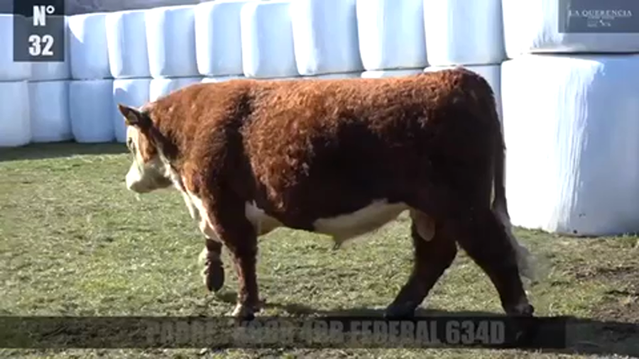 Lote 1 Toro en Coyhaique, XI Región Aysén