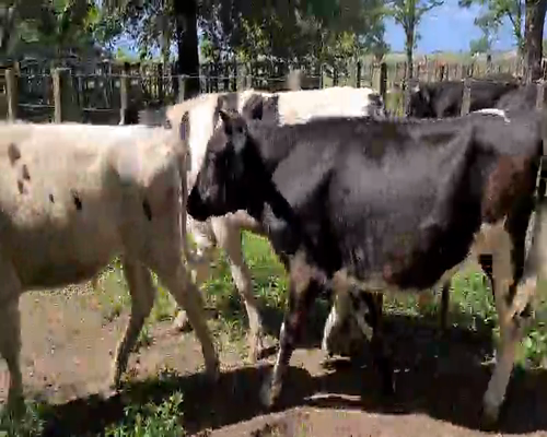 Lote 3 Novillitos en Gral. Lamadrid, Buenos Aires