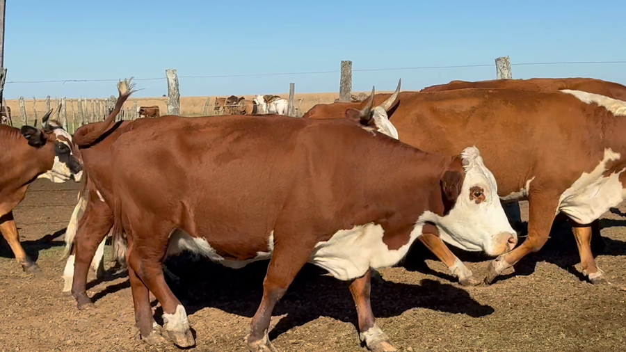 Lote 0 Vientres preñados en Corrientes, Mercedes