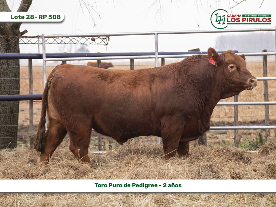 Lote TOROS PUROS DE PEDIGREE - 22/24 meses