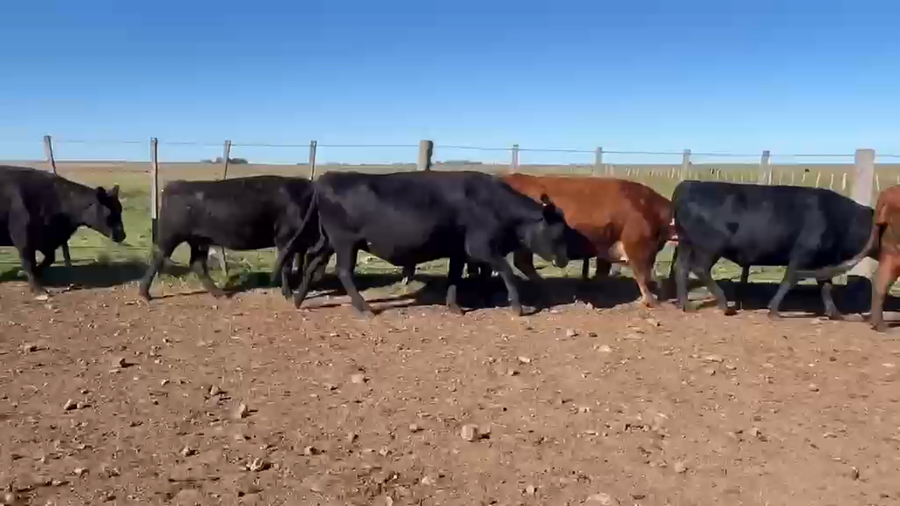 Lote VACAS PREÑADAS