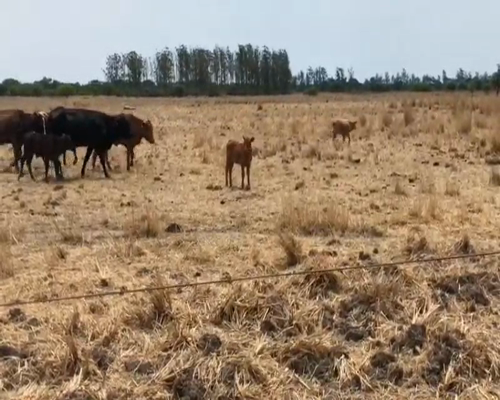 Lote 45 Vacas Paridas en Mayor V. Villafañe, Formosa