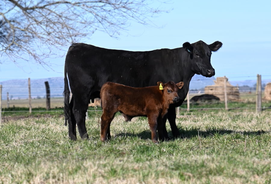 Lote VAQUILLONA PURA DE PEDIGREE