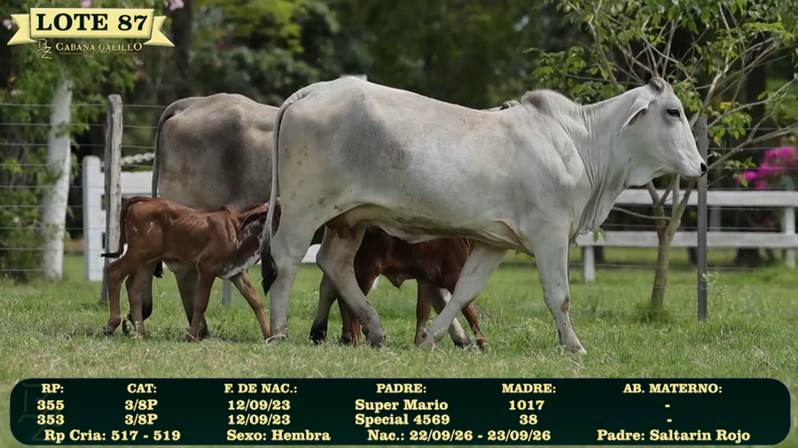 Lote LOTE 87