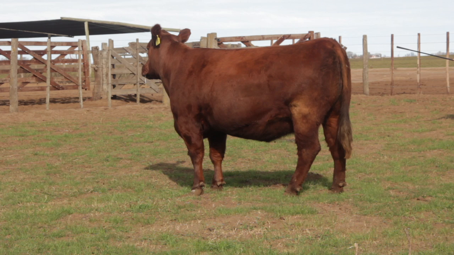 Lote VACAS PURAS DE PEDIGREE