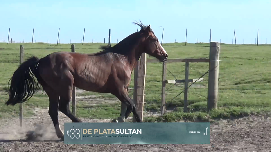 Lote Yeguarizos a remate en Criollos, Montevideo