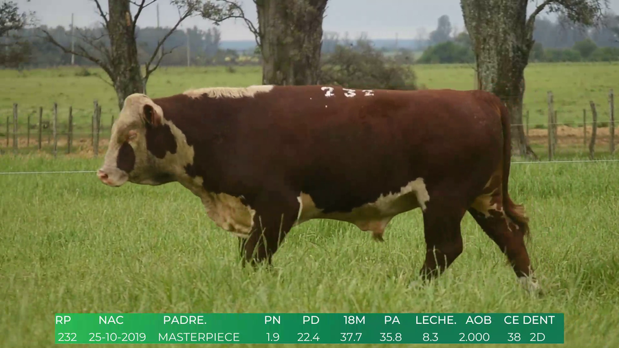 Lote Toros POLLED HEREFORD a remate en 4º  Remate  Anual Cabaña El Treból en Liga de Trabajo de Guichón