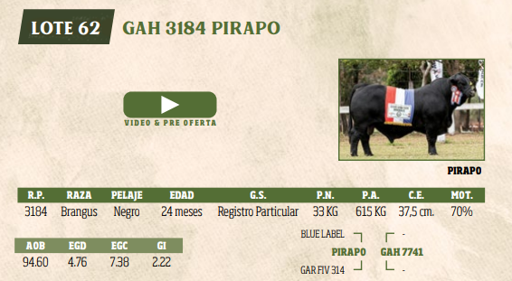 Lote LOTE 62