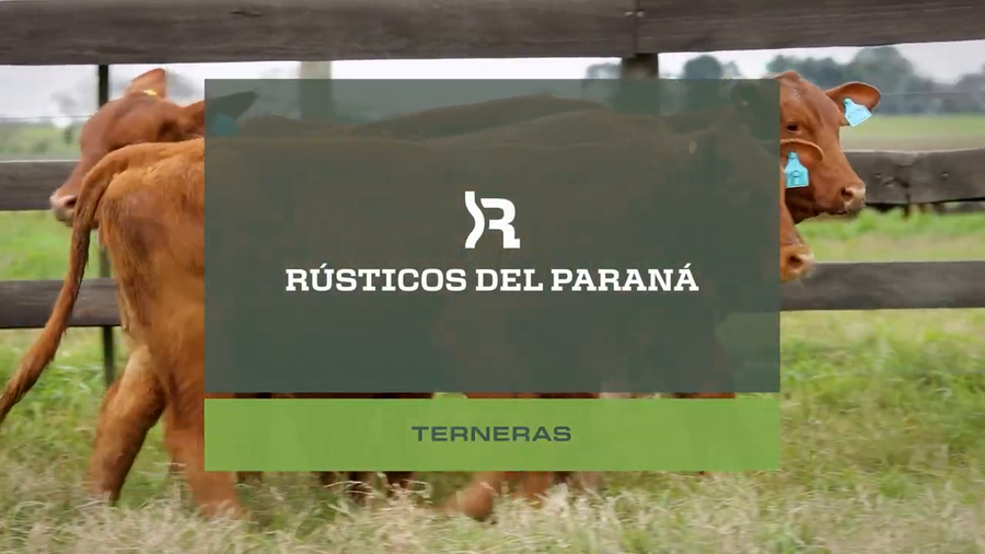 Lote TERNERAS