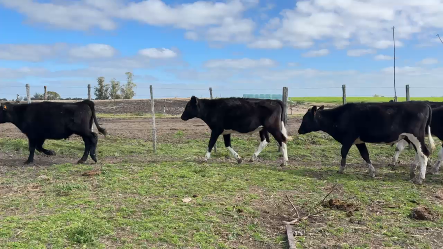 Lote NOVILLOS 1 a 2 AÑOS