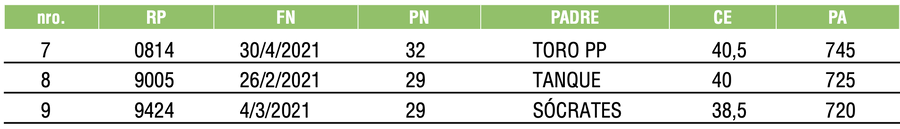 Lote TOROS ANGUS COLORADOS PC
