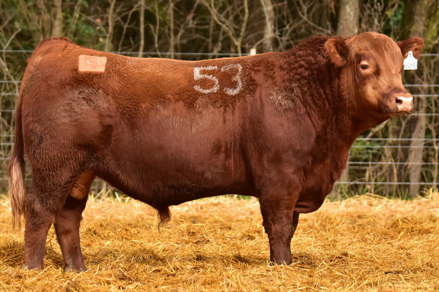 Lote TOROS ANGUS PC