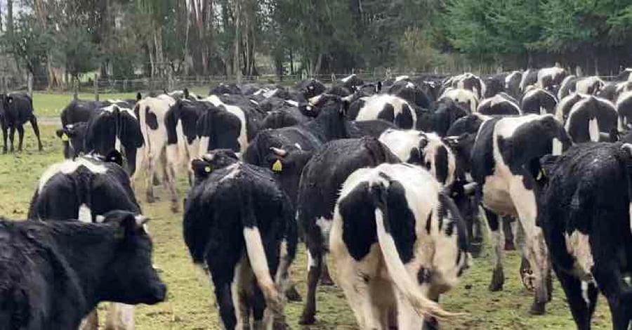 Lote 60 Novillo Engorda en Osorno, X Región Los Lagos