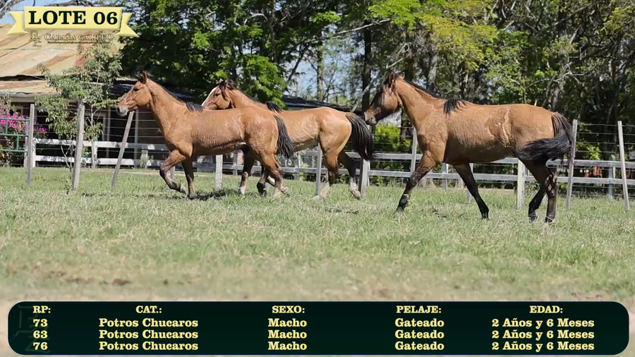 Lote LOTE 6