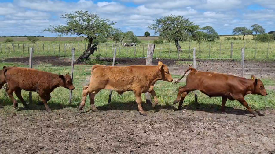 Lote 85 Terneros