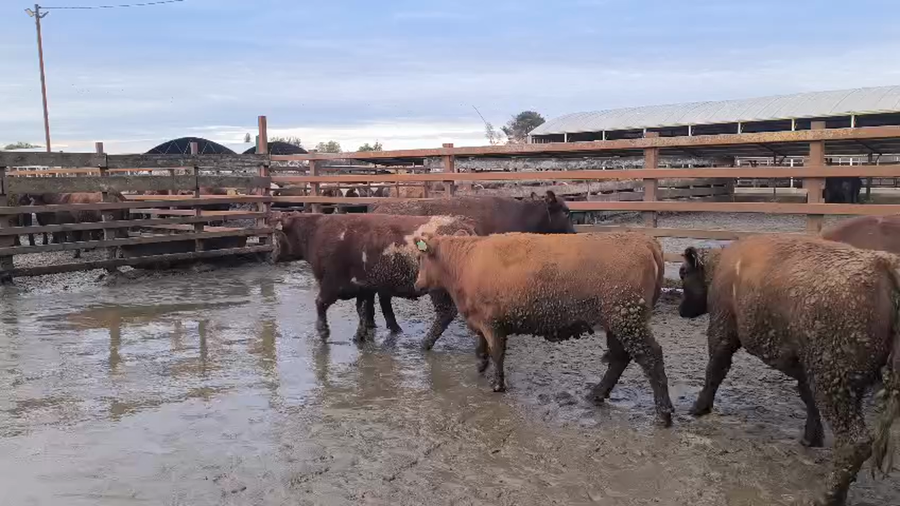 Lote 40 Vaquilla Gorda en Los Ángeles, VIII Región Biobío