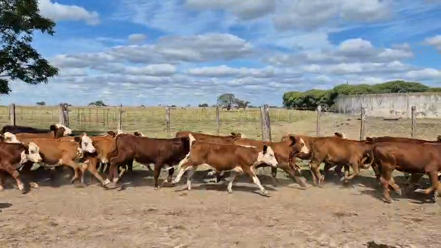 Lote 160 Terneros en Corrientes, Curuzu Cuatia