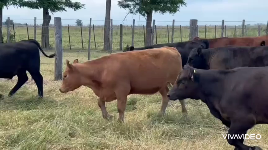 Lote 56 Terneros/as en Cañuelas, Buenos Aires