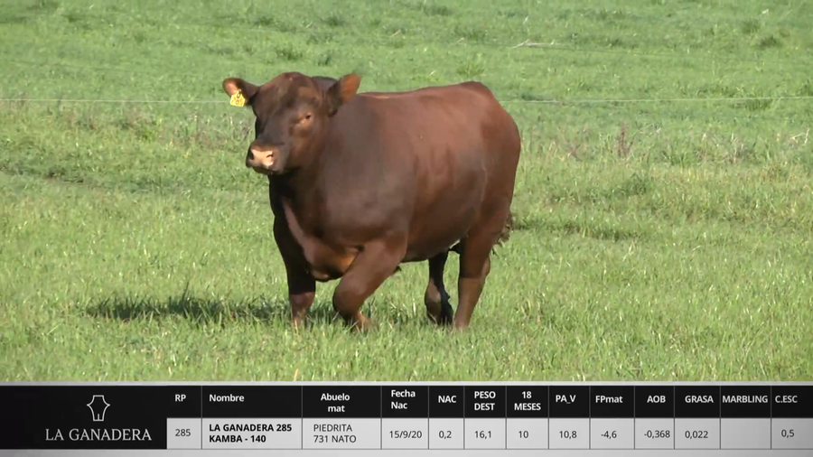 Lote LA GANADERA 285 KAMBA - 140