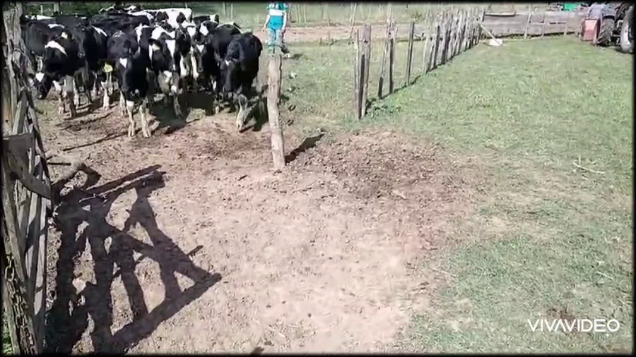 Lote 33 Terneros en Luján, Buenos Aires