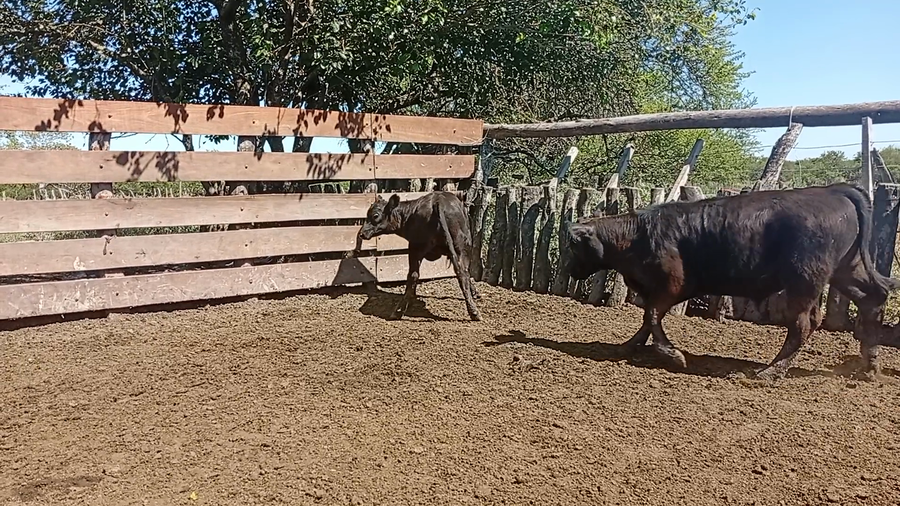 Lote 36 Vacas con Cría  en Entre Ríos, Federal