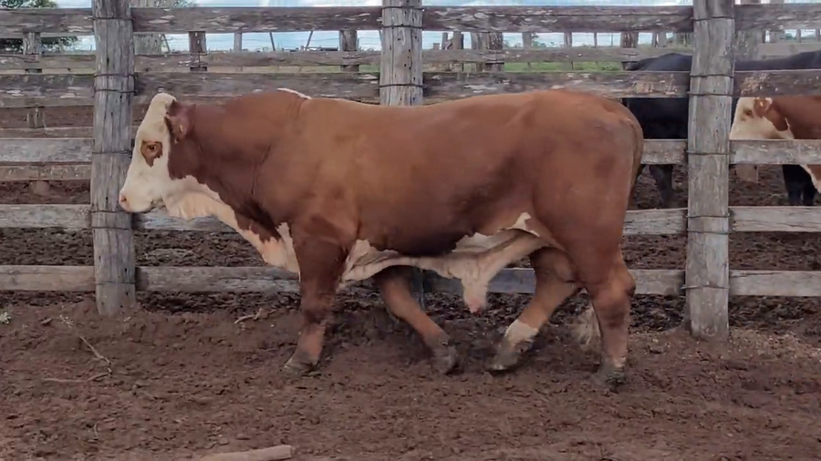 Lote Toros T. Braford a remate en Remate de Reproductores, Asunción