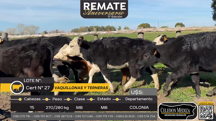Lote Vaquillonas y terneras