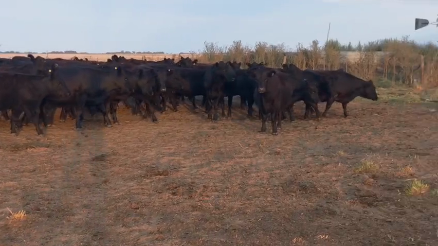 Lote 75 Vaquillonas preñadas