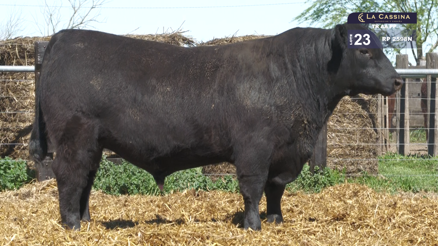 Lote TOROS ABERDEEN ANGUS PP
