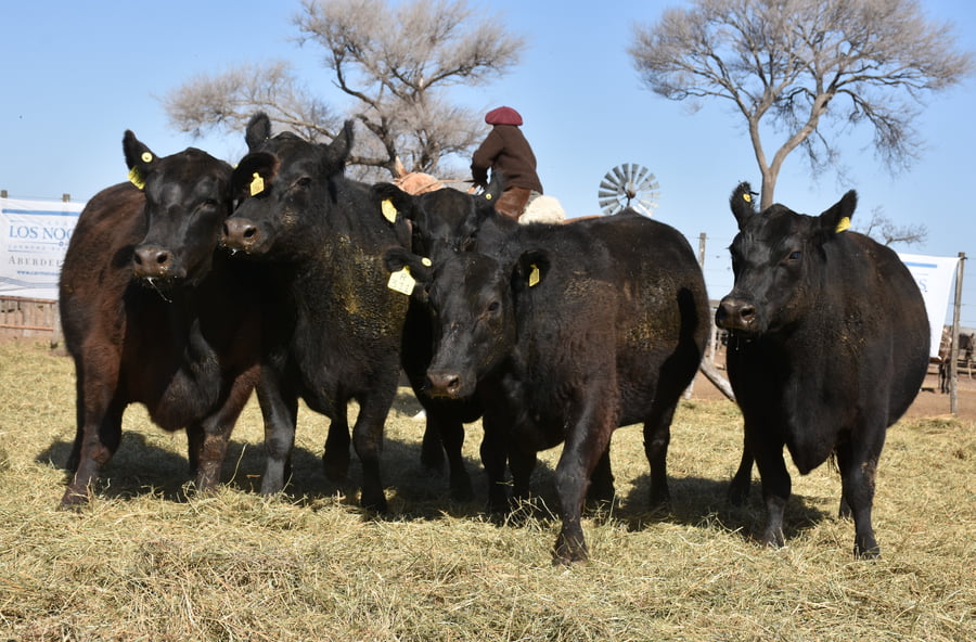 Lote VACAS NUEVAS (Corral 2)