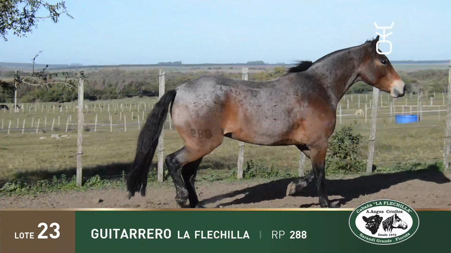 Lote GUITARRERO LA FLECHILLA