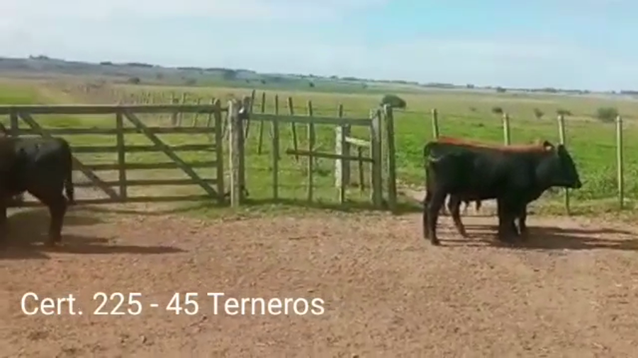 Lote TERNEROS