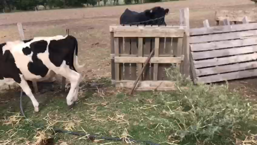 Lote 6 Terneros Holando a remate en Pantalla Camy en Colonia Fernandez Crespo