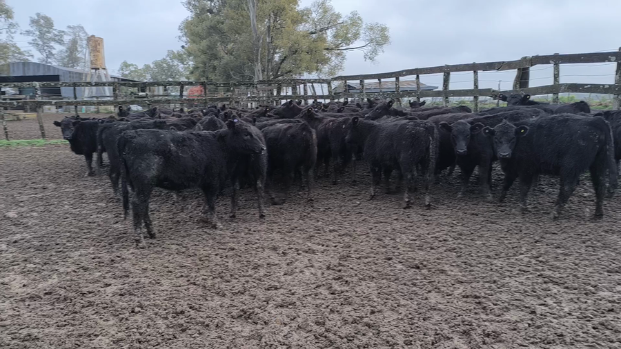 Lote 65 Terneras en Entre Ríos, Gualeguaychú