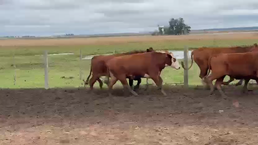 Lote 100 Novillos en Corrientes, Yapeyú