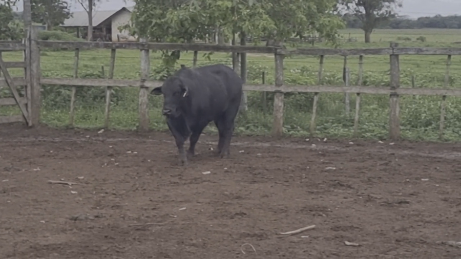 Lote Toros T. Brangus  Negro a remate en Remate de Reproductores, Asunción
