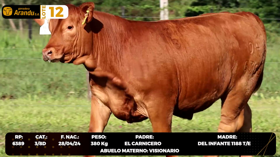 Lote LOTE 12
