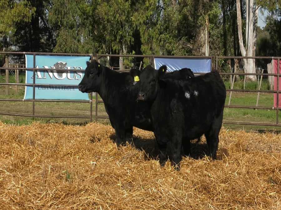 Lote VAQUILLONAS ANGUS  PP